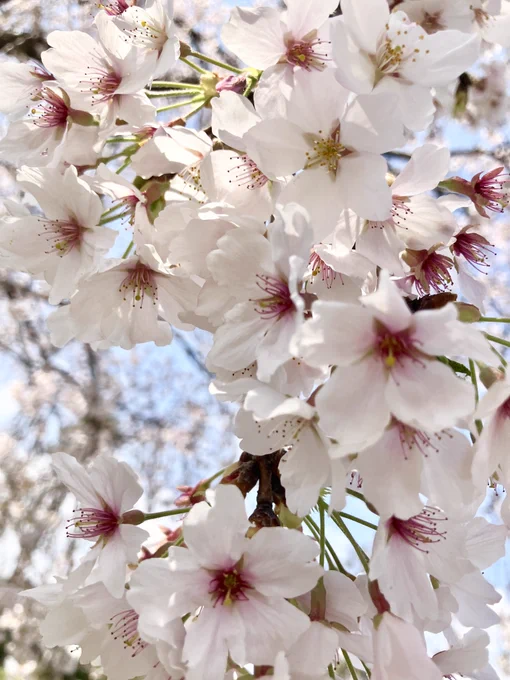 桜見て来たんよ〜