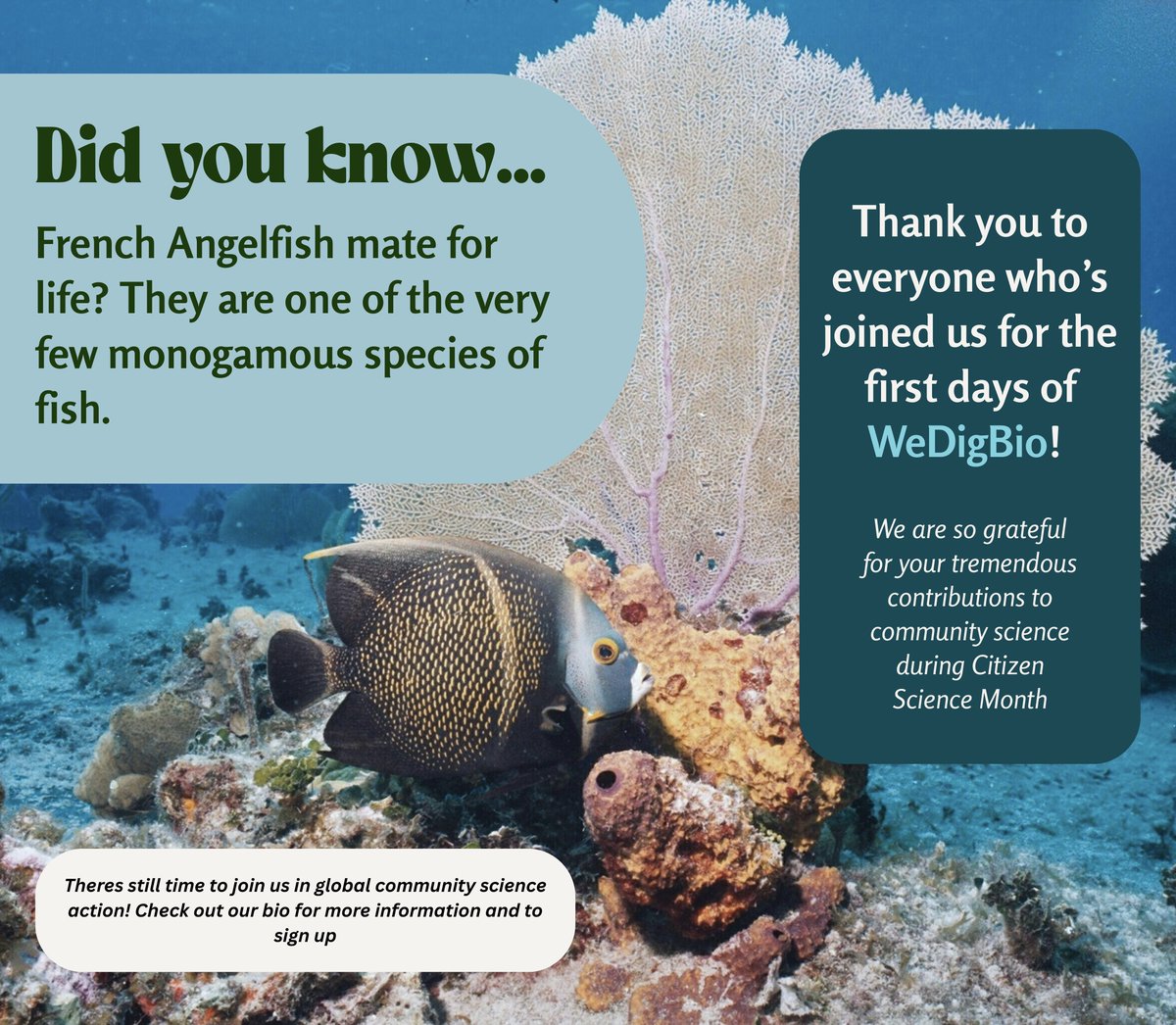WeDigBio (@wedigbio) on Twitter photo First days of #WeDigBio have been fantastic! Thank you to everyone who's contributed to the global science mobilization efforts. Happy #CitizenScienceMonth! 
There's still time to join us! Follow the link in our bio for more. 
#wedigbio #scistarter #scienceforall First days of #WeDigBio have been fantastic! Thank you to everyone who's contributed to the global science mobilization efforts. Happy #CitizenScienceMonth! 
There's still time to join us! Follow the link in our bio for more. 
#wedigbio #scistarter #scienceforall