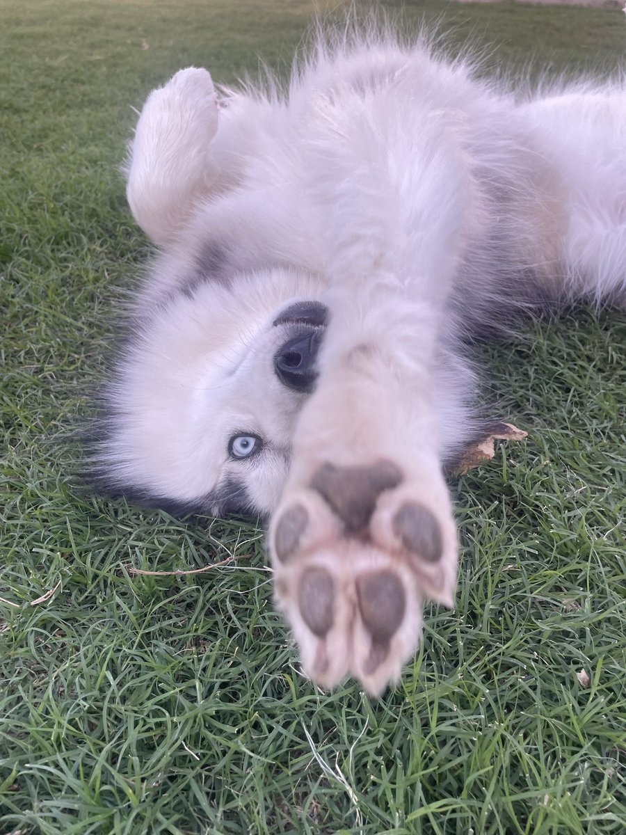 Likes Dogs more than humans tweet media