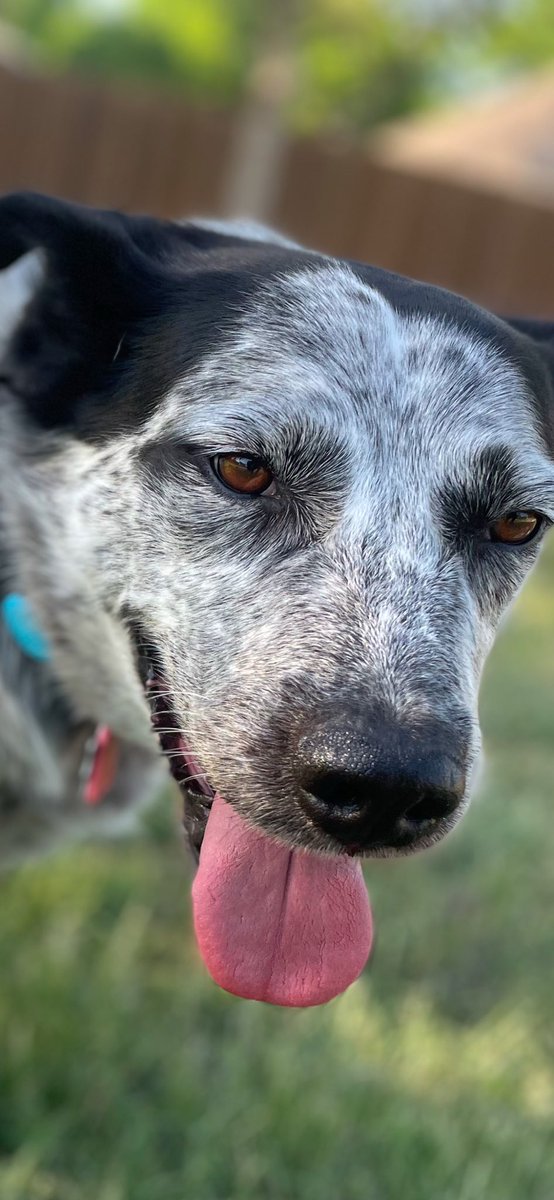 Likes Dogs more than humans tweet media