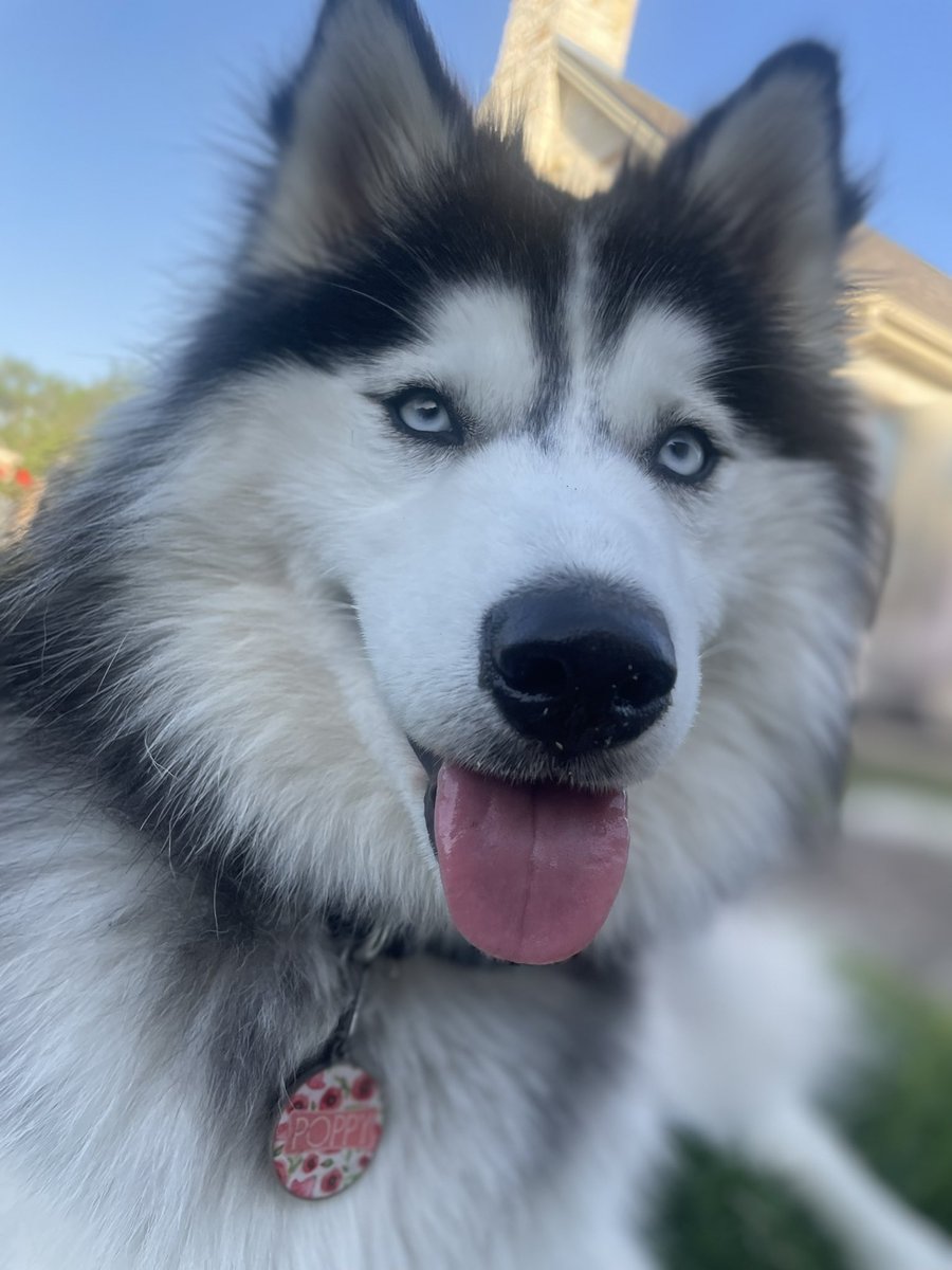 Likes Dogs more than humans tweet media