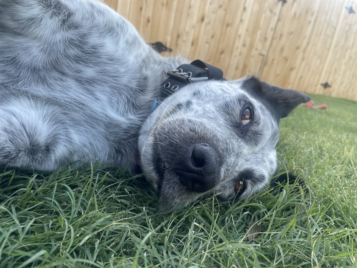 Likes Dogs more than humans tweet media