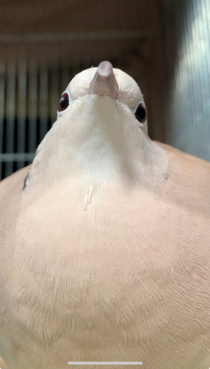 Hatoneko🕊ジュズカケバトのぽっぽ tweet media