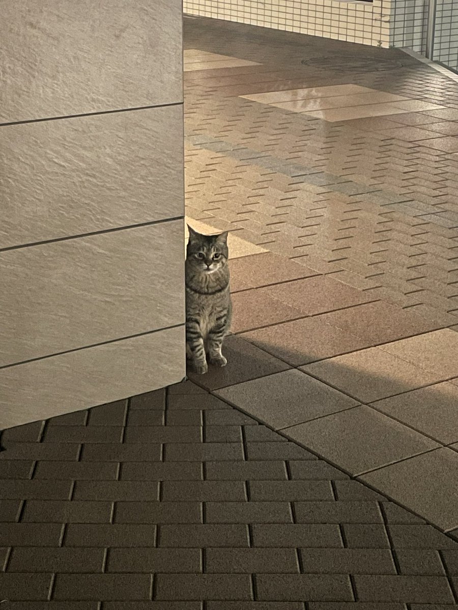 chibitorashiro's tweet photo. 主様の帰り待っているの🐈 https://t.co/x2l1c3kyep