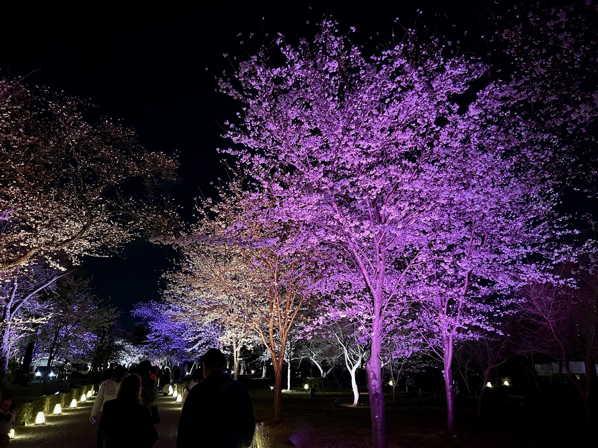 NAKED meets 二条城 2025 桜 (@nijojo_spring25) / X NAKED meets 二条城 2025 桜 (@nijojo_spring25) / X