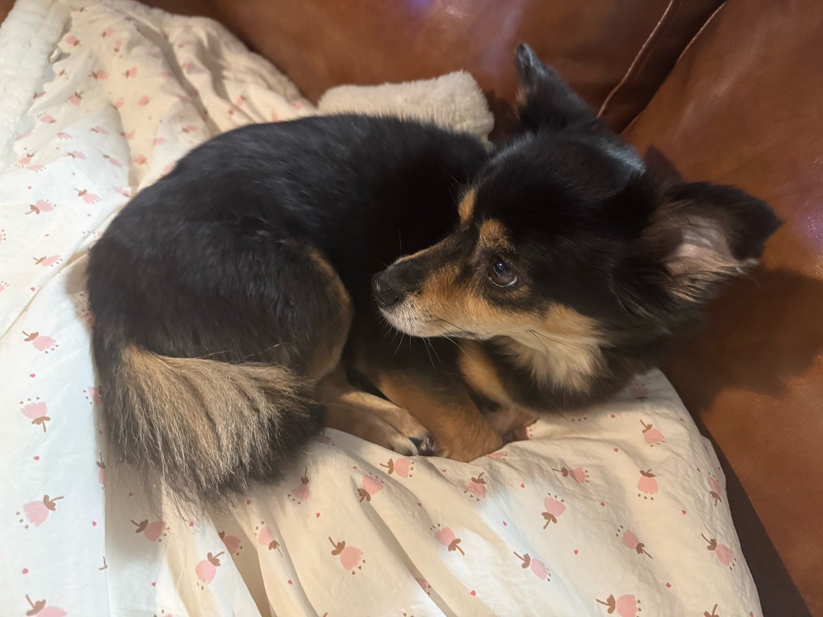 jichaetzu's tweet photo. tzuyu talking about how kaya goes close to her for comfort when there’s thunder and asks to be held because she’s scared of the noise 😭💔💔💔💔 my baby https://t.co/W7XfxUTWV3