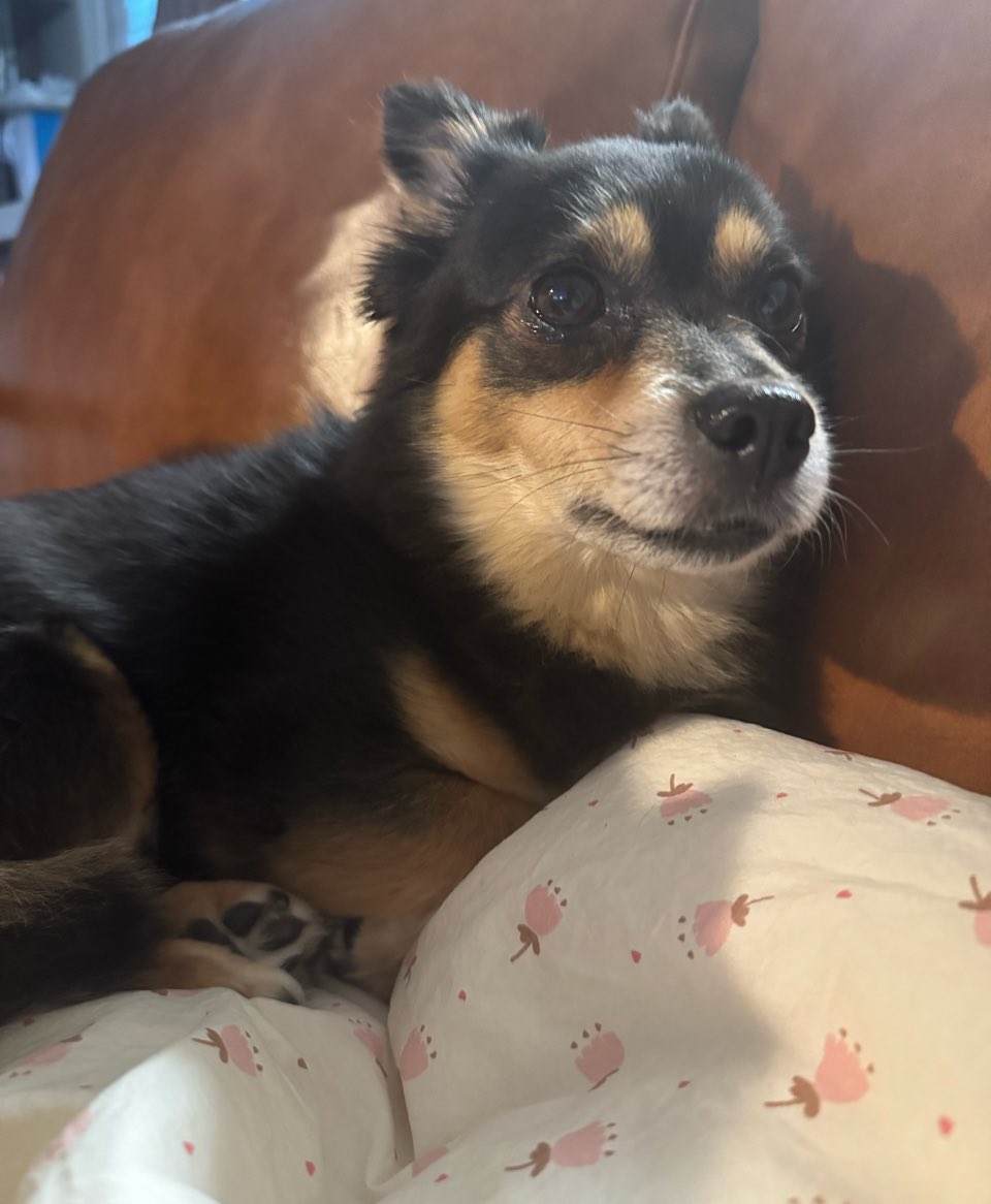 jichaetzu's tweet photo. tzuyu talking about how kaya goes close to her for comfort when there’s thunder and asks to be held because she’s scared of the noise 😭💔💔💔💔 my baby https://t.co/W7XfxUTWV3