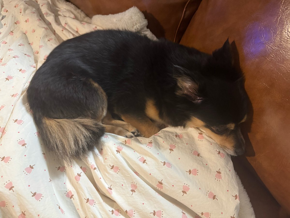 jichaetzu's tweet photo. tzuyu talking about how kaya goes close to her for comfort when there’s thunder and asks to be held because she’s scared of the noise 😭💔💔💔💔 my baby https://t.co/W7XfxUTWV3