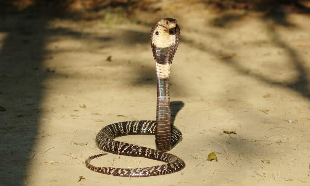 drleighannjones's tweet photo. This guy joined us last night for a drink. He was not invited, got a bit aggro but made a sharp exit. He is also one of the most venomous snakes in VN and at 2m long, and posied to strike, I didnโt hang around for a chat ๐ณ
NOTE: clearly a stock image
#genx4life https://t.co/Him67cdJa2