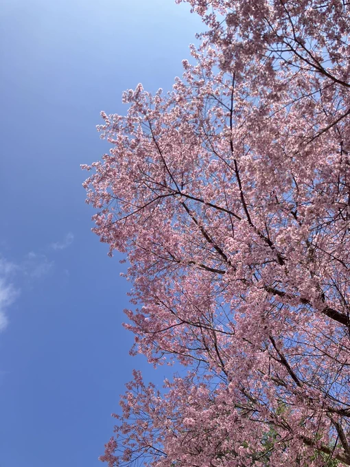 森から里に降りてきて桜吹雪浴びてる 