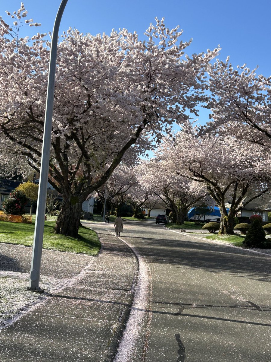 HarryBainsSN's tweet photo. Enjoying such a peaceful , beautiful and serene walk in the woods and streets with cherry blossoms, right here in beautiful Surrey. https://t.co/uWeEmuh5jP