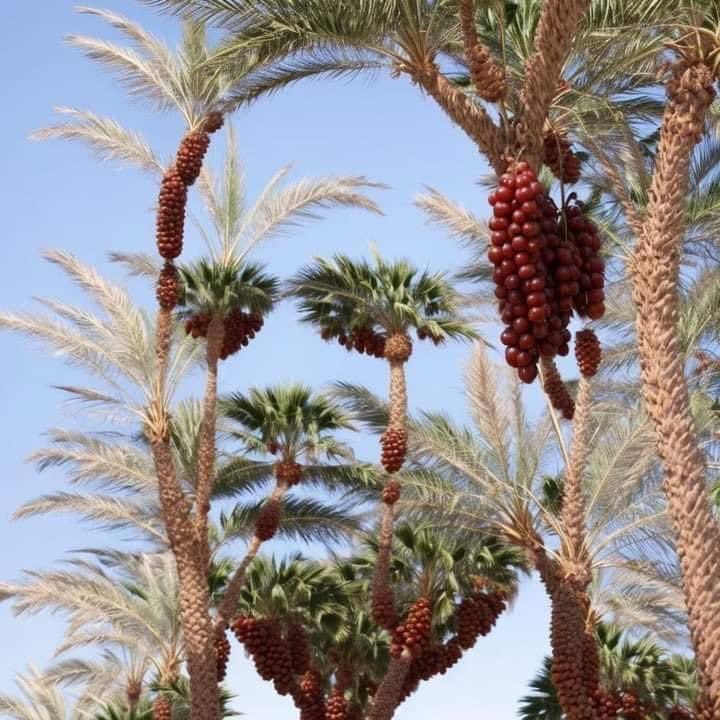 ososs_11's tweet photo. @KhalidBarakat_ https://t.co/aoX7T7aCoC