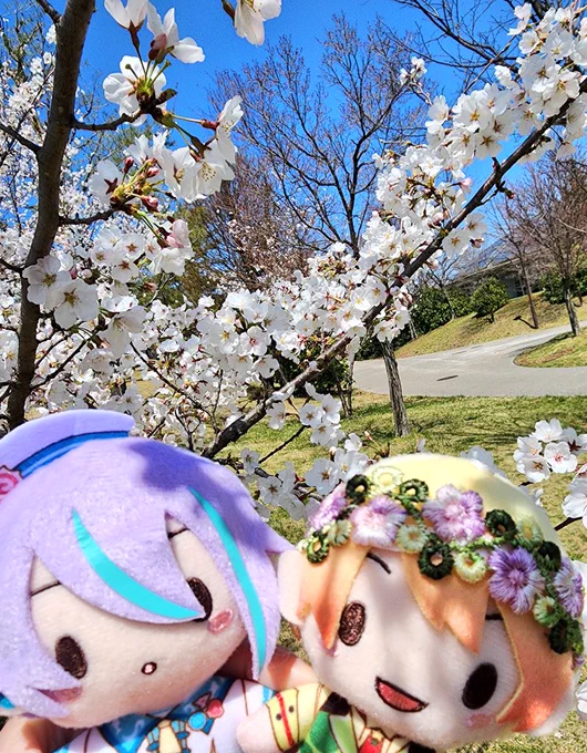 お花見した 