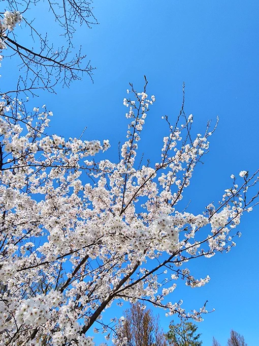 お花見した 