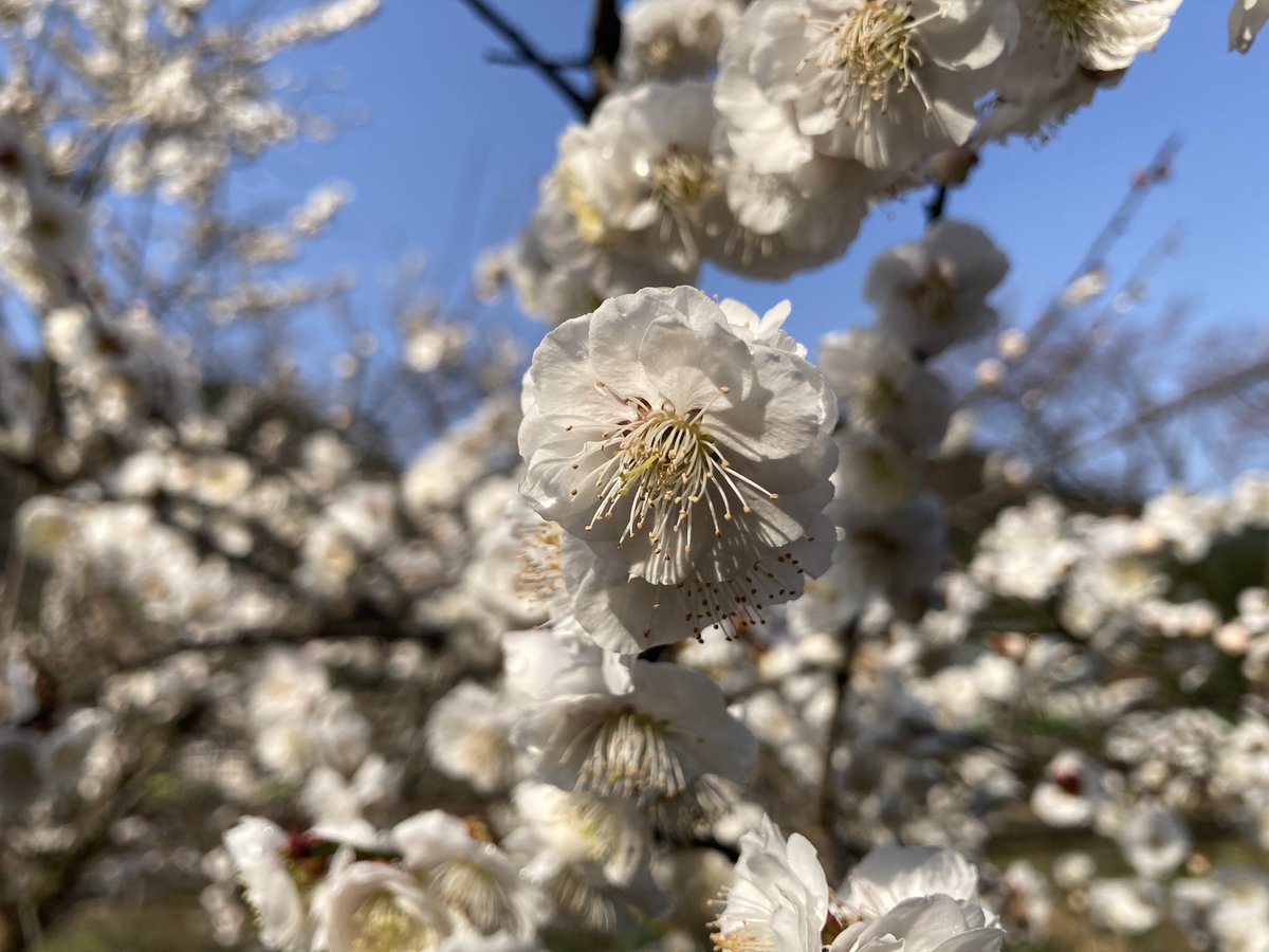 zuckey's tweet photo. 大雪の影響か梅が咲くのが遅くて、現在満開にして、桜も満開になりつつあり、今週はいろいろな花がいっぺんに咲く、花の季節が一気に来ました https://t.co/7WZk1bVmod