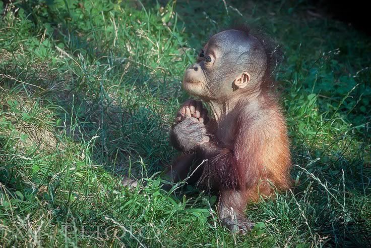 All my blood for the sweetness of her laughter