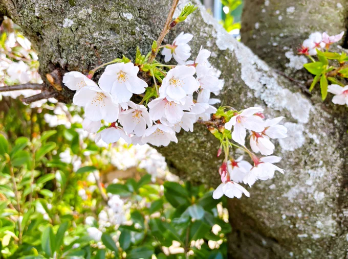 今年も綺麗な桜です 