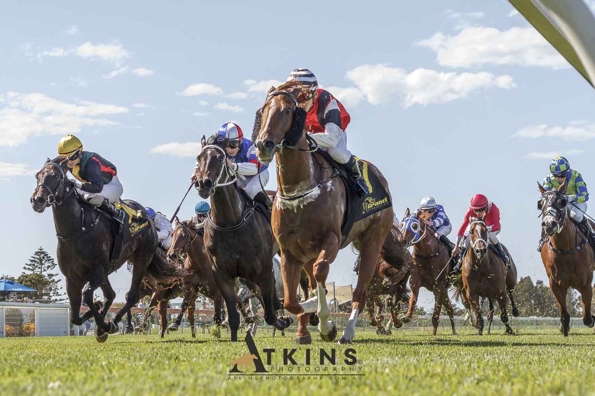 SA Racehorse Owners (SAROA) tweet media