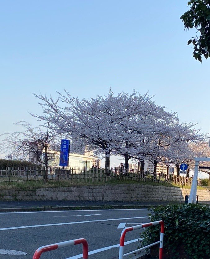 yk_s032's tweet photo. 数日前に見た桜 https://t.co/eY6ERVx9wX