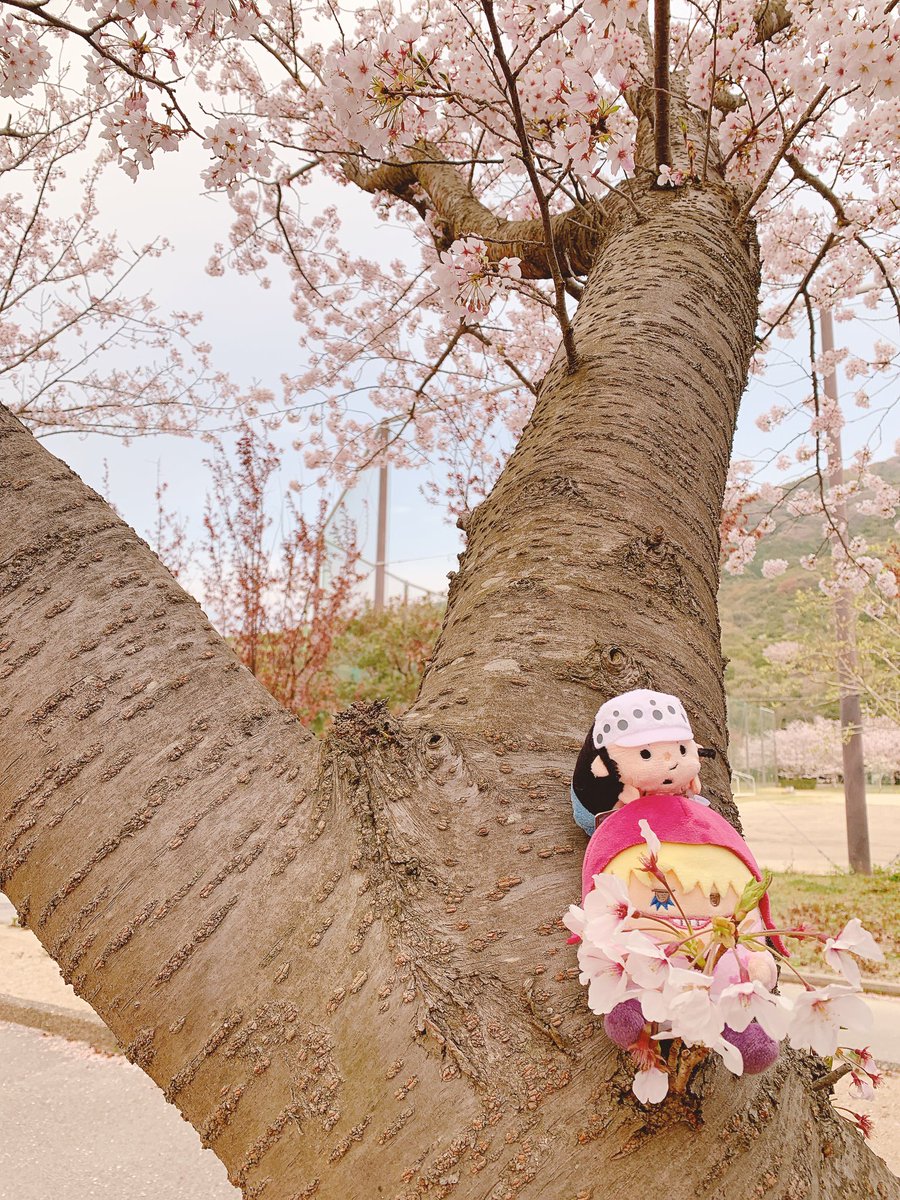 みけこ tweet media