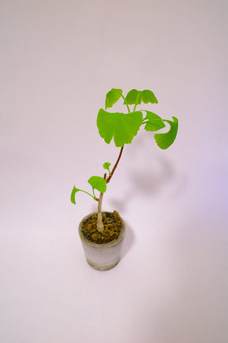 UG_TinyLab's tweet photo. 3年目の銀杏🍃無事に芽吹いて一安心🌱
#gardenshour #GardenersWorld #smalltrees #dwarftrees #GardeningTwitter #銀杏 #ginkgo https://t.co/LyasCJ2o3K