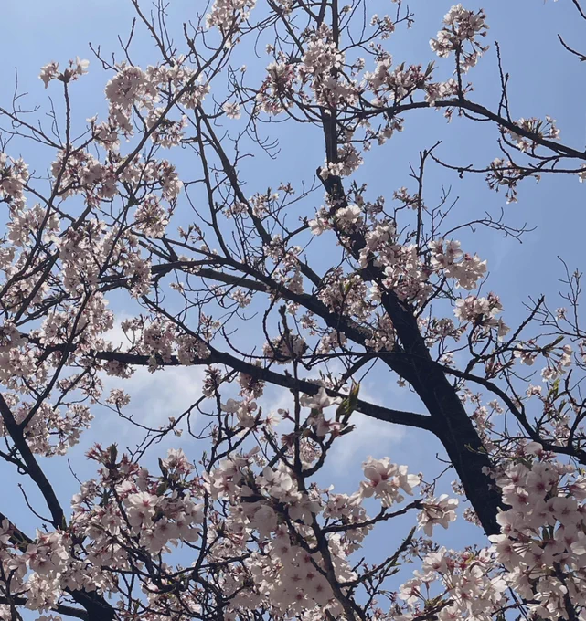 今年は忙しくて花見諦めてたので出先で桜見られて嬉しい 