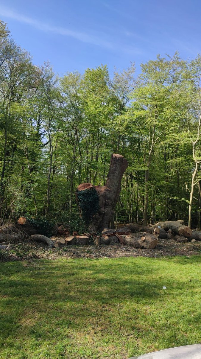 Haringey Tree Protectors tweet media