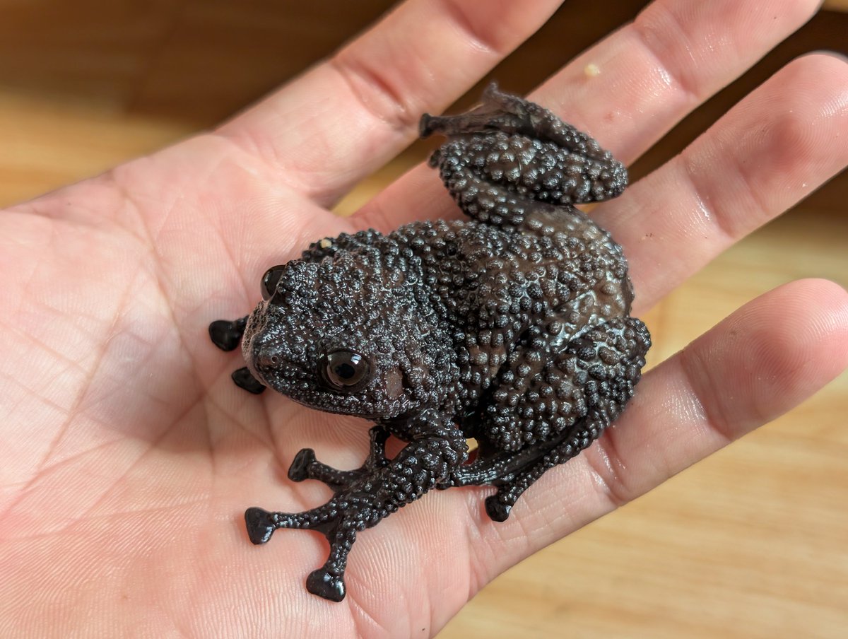 MnhNguynv5's tweet image. Black mossy frog
Theloderma ryabovi, a super rare species from Vietnam.