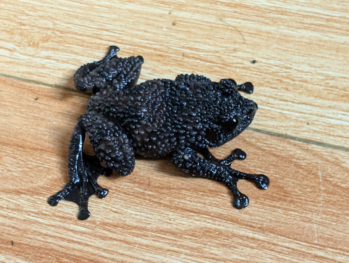 MnhNguynv5's tweet image. Black mossy frog
Theloderma ryabovi, a super rare species from Vietnam.