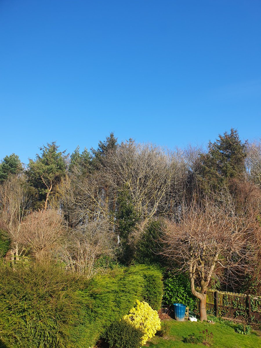 Radiantsez's tweet photo. We've had stunningly beautiful weather in England since the last few weeks. May it continue for a long time so I can continue with what brings me the most joy: Gardening 🙏🏽 🥰 🌸🌷🌼🍀🌳🏵
#SpringInUK https://t.co/Ck4phB1jMy