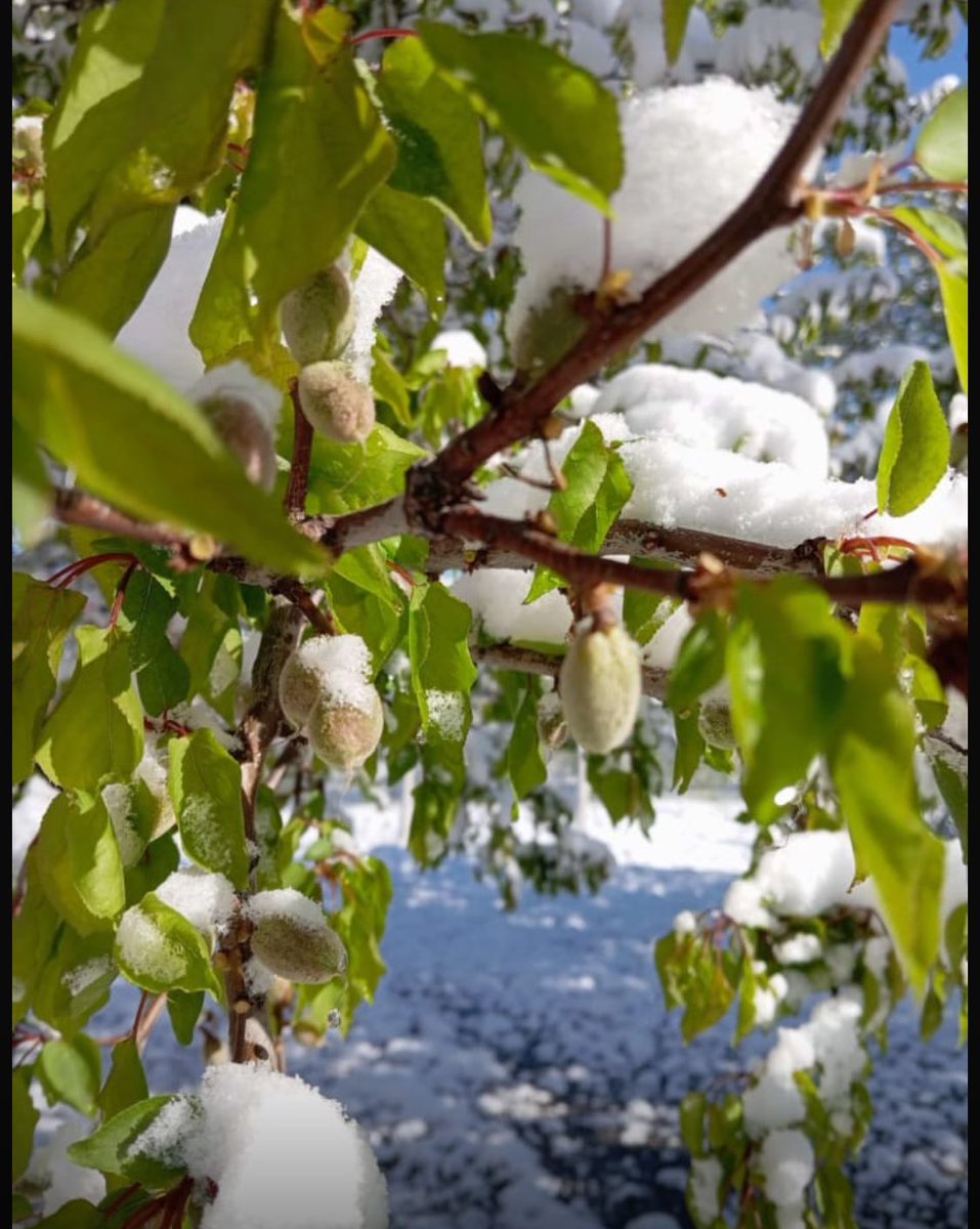 ozrisvandernegi's tweet photo. GEÇMİŞ OLSUN MALATYA 
#Malatya’mız afet bölgesi ilan edilmelidir. #kayısı https://t.co/H3dfFrA0E4
