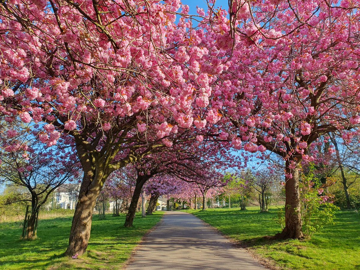Lovely walk with the dogs this morning. We were met with the stunning annual cherry blossom display just 2 minutes from my front door.