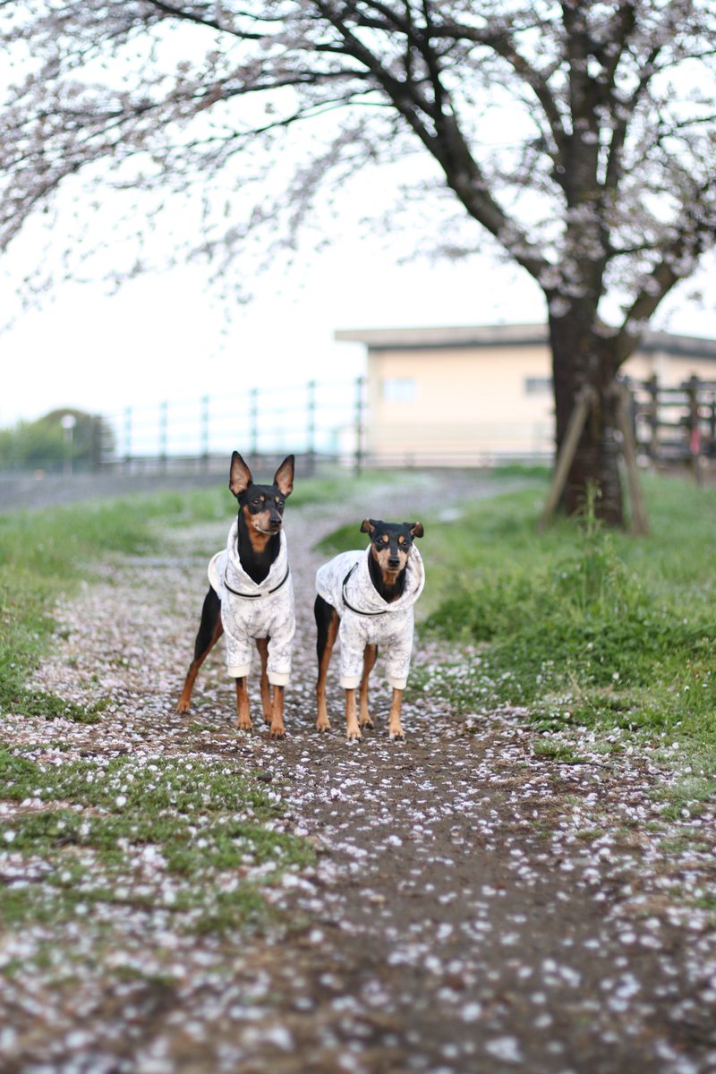 LovelyAtsushi's tweet photo. 1週間お疲れ様でした・・・
#minipin 
#miniaturepinschers 
#minipinstagram 
#pinscher 
#pinschers 
#pinscherlove 
#ミニチュアピンシャー 
#ミニピン 
#デカピン 
#ミニピン多頭飼い  
#モデル犬 
#一眼レフ 
#canonphotography 
#7Dmark2 
#canon 
#ef50mmf1.8 https://t.co/nrbdzql7PU