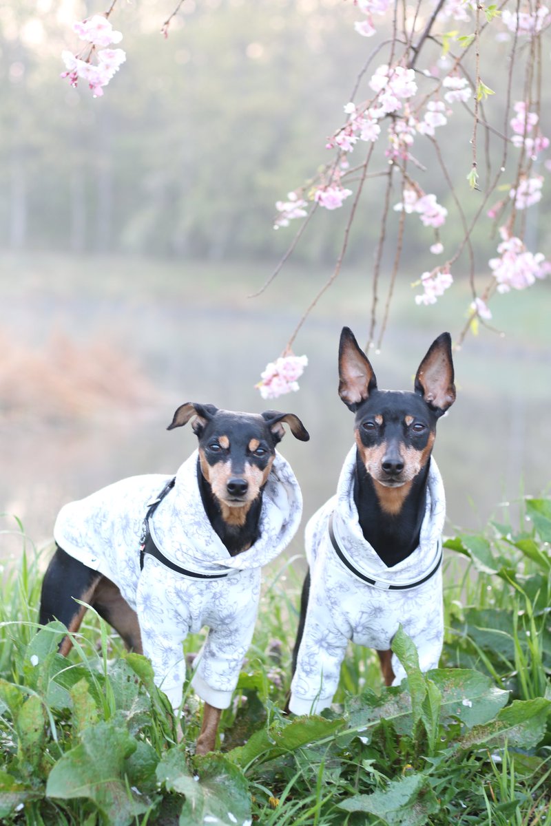 LovelyAtsushi's tweet photo. 1週間お疲れ様でした・・・
#minipin 
#miniaturepinschers 
#minipinstagram 
#pinscher 
#pinschers 
#pinscherlove 
#ミニチュアピンシャー 
#ミニピン 
#デカピン 
#ミニピン多頭飼い  
#モデル犬 
#一眼レフ 
#canonphotography 
#7Dmark2 
#canon 
#ef50mmf1.8 https://t.co/nrbdzql7PU