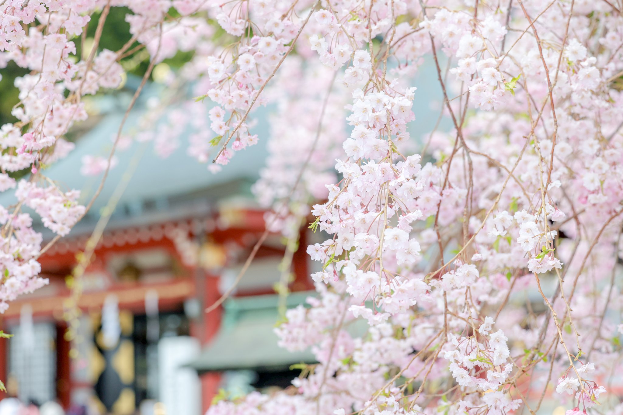 大山阿夫利神社(公式) (@afurijinja) / X