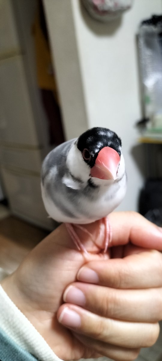 TSUBASA6077's tweet photo. 【拡散希望】
桜文鳥の迷子情報です

場所：岐阜県安八郡安八町
日時：25/4/10 7時30分頃
名前：さくら
特徴：人馴れしています。肩や手に乗ります。

情報お持ちの方、下記までご連絡を
npotsubasa@tsubasa0615.org
情報拡散のご協力お願いします https://t.co/Il5JKBJb3i