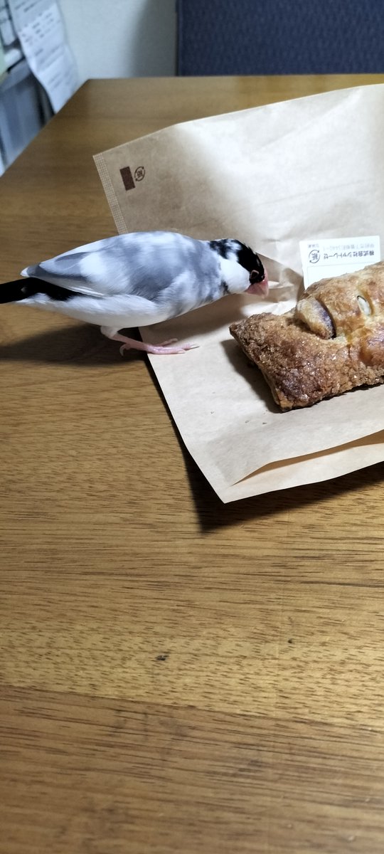 TSUBASA6077's tweet photo. 【拡散希望】
桜文鳥の迷子情報です

場所：岐阜県安八郡安八町
日時：25/4/10 7時30分頃
名前：さくら
特徴：人馴れしています。肩や手に乗ります。

情報お持ちの方、下記までご連絡を
npotsubasa@tsubasa0615.org
情報拡散のご協力お願いします https://t.co/Il5JKBJb3i