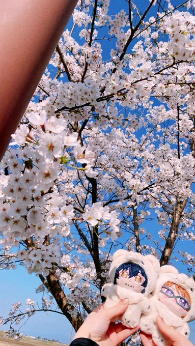 いつぬいちゃんと桜と菜の花みてきた 