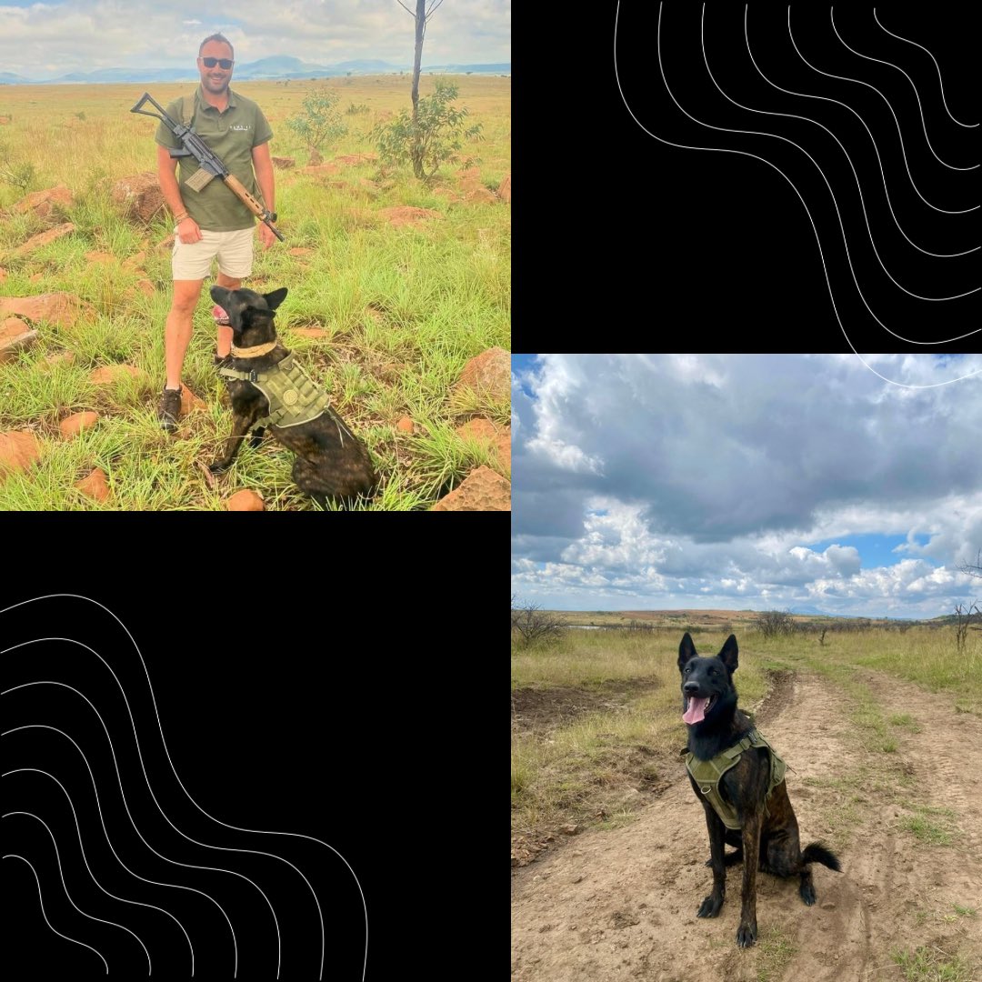 We extend our l gratitude to @globalconservationforce for their generous donation of vital K9 gear. This crucial equipment will significantly improve their capacity to track down poachers, safeguard wildlife, and conduct more efficient patrols throughout the reserve.

#Africa