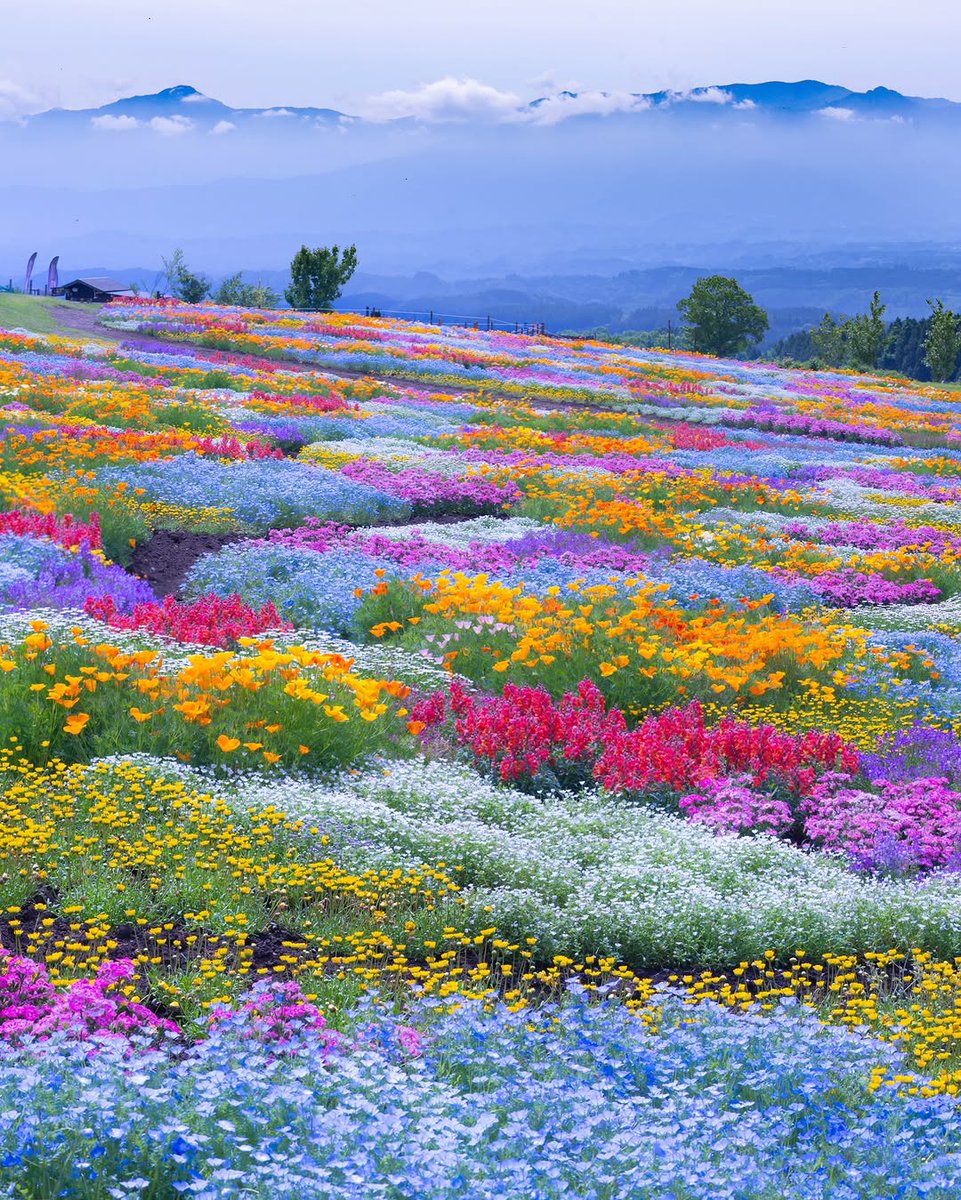 DailyFlowersX's tweet photo. https://t.co/orGovqx8Nn