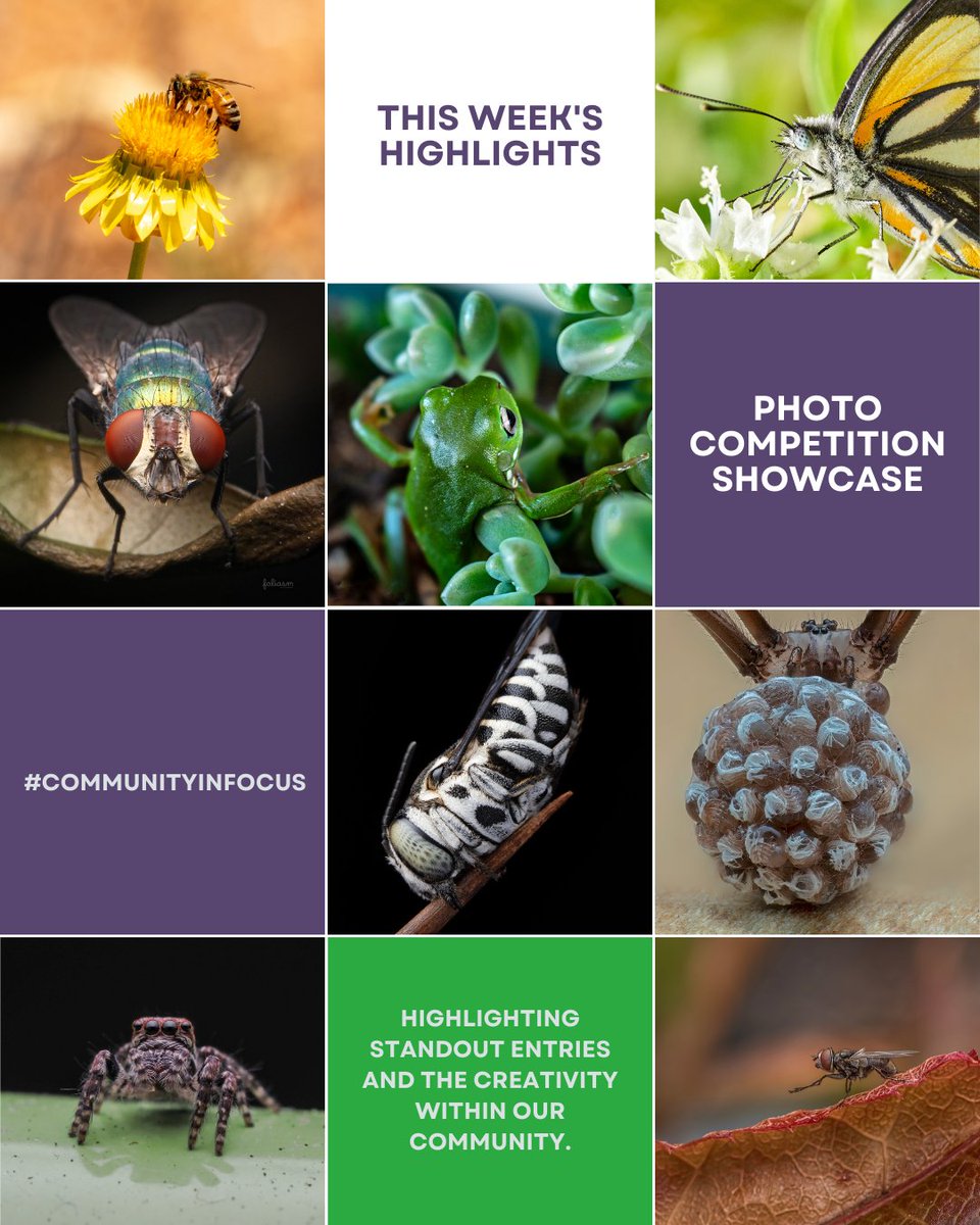 dcwarehouse's tweet image. 🐞 Last week's #CloseUpWonders showcased 'Tiny Critters'! 📸 Check out the highlights.

🌺 This week: Dive into 'Botanical Beauty.' Capture plant details &amp;amp; share your shots! Details: l8r.it/awTi

#BotanicalBeauty @nikonaustralia #DCWCommunity
