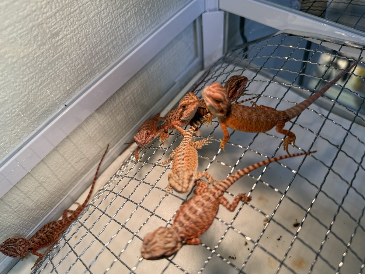 HM_gecko's tweet photo. フトアゴヒゲトカゲ ダークレッドのベビー入荷しました！✨
わちゃわちゃ��気な子たちが大集合♪
気になる子がいたらDMでご相談ください！
お値段もリーズナブルに設定しております！
#フトアゴ #フトアゴベビー #爬虫類ショップ #販売中 #igecko119 https://t.co/Q1yAYMqfST