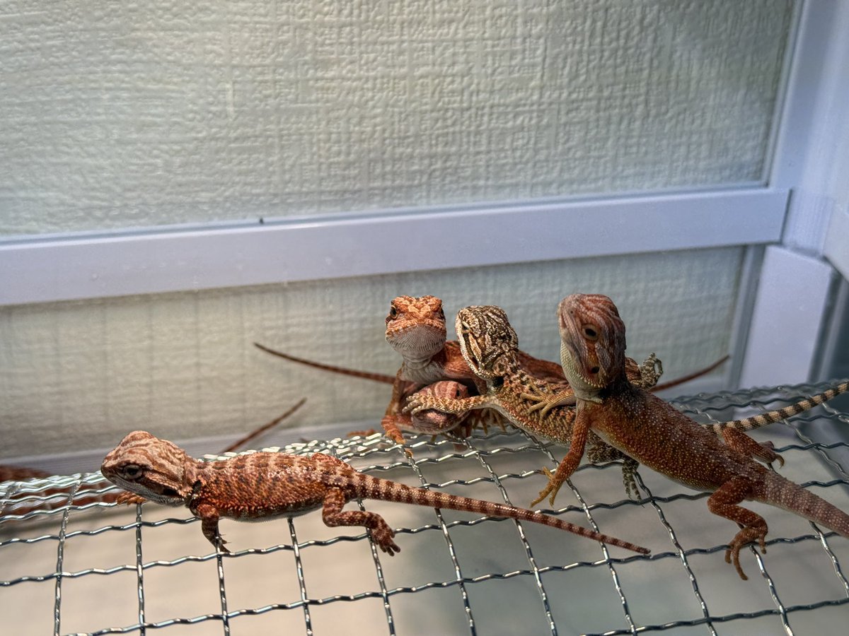 HM_gecko's tweet photo. フトアゴヒゲトカゲ ダークレッドのベビー入荷しました！✨
わちゃわちゃ��気な子たちが大集合♪
気になる子がいたらDMでご相談ください！
お値段もリーズナブルに設定しております！
#フトアゴ #フトアゴベビー #爬虫類ショップ #販売中 #igecko119 https://t.co/Q1yAYMqfST