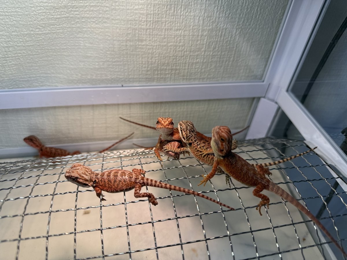 HM_gecko's tweet photo. フトアゴヒゲトカゲ ダークレッドのベビー入荷しました！✨
わちゃわちゃ��気な子たちが大集合♪
気になる子がいたらDMでご相談ください！
お値段もリーズナブルに設定しております！
#フトアゴ #フトアゴベビー #爬虫類ショップ #販売中 #igecko119 https://t.co/Q1yAYMqfST
