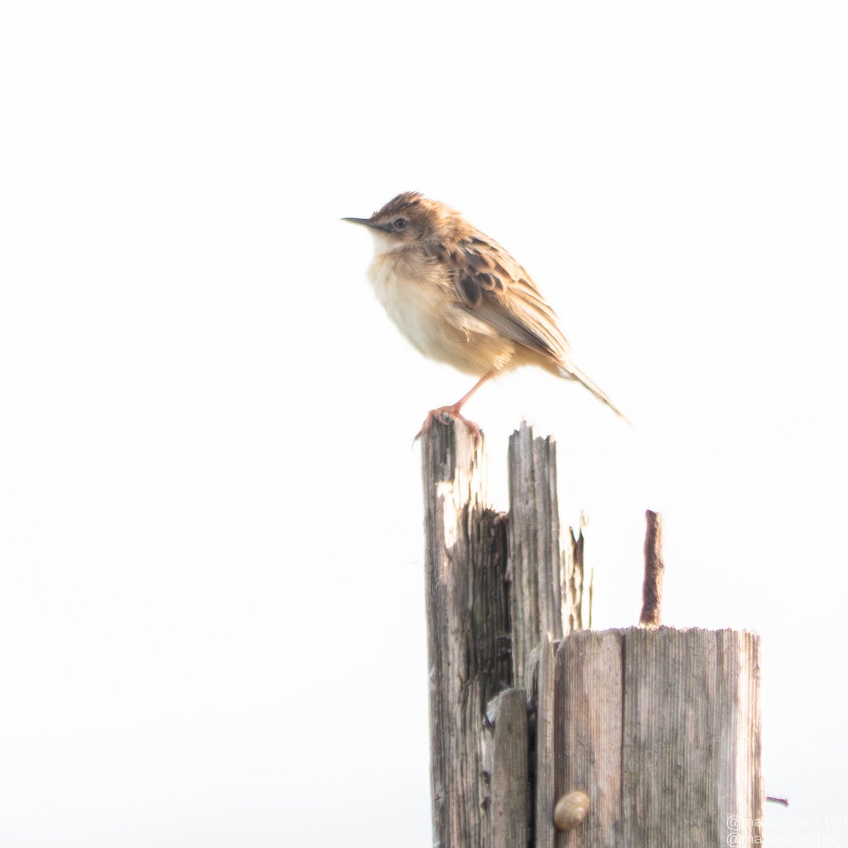 MaximVivo's tweet photo. Feia temps que no tenia temps per passejar i vore pardalets. Esta setmana amb Martí vaig tindre sort perquè este trist va decidir posar tranquil·lament per a nosaltres.
#trist #buitron #zittingcisticola #Cisticolajuncidis #birdphotography #birdwatching #sueca #albuferavalencia https://t.co/yXsiUjgrbA