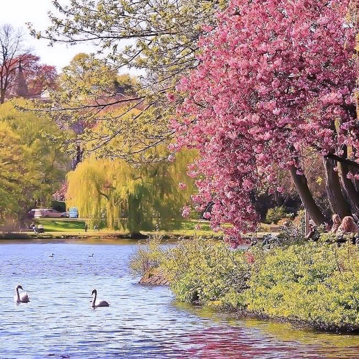 Eine wunderschöne Kirschblüte, bei der Außenalster in Hamburg. 🌸

Einfach mal einen Moment Chillen. 🌞