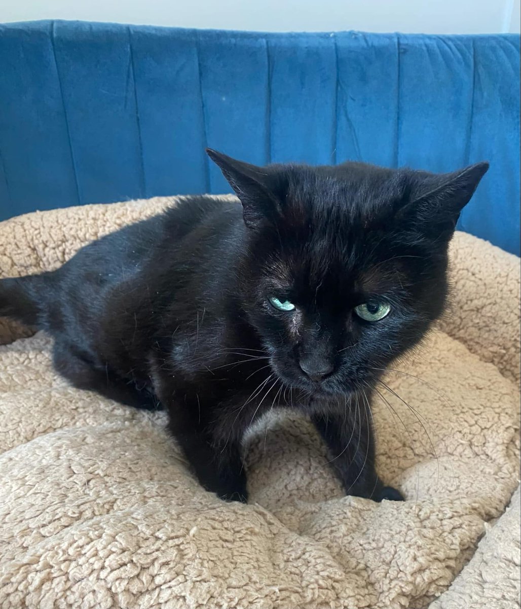 FBB_Officiel's tweet image. 🐱#SOSAdoption, découvrez Night, 15 ans !

Night est une chatte de 15 ans. Elle a une petite particularité : elle n’a que trois pattes. Nous l’avons sauvée malheureusement déjà dans cet état. Mais cela ne l’empêche pas de vivre pleinement et de profiter de chaque moment. Malgré…