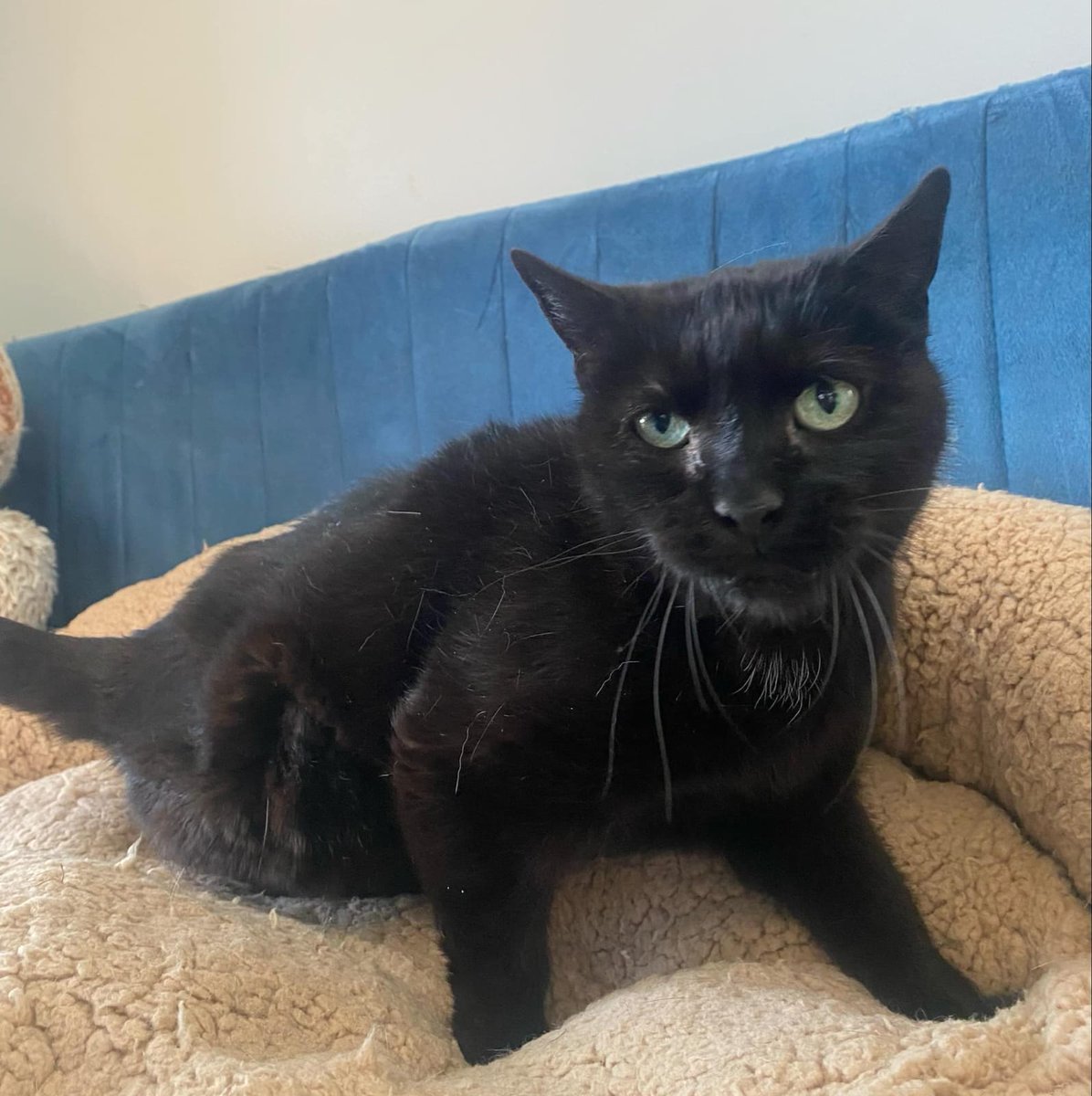 FBB_Officiel's tweet image. 🐱#SOSAdoption, découvrez Night, 15 ans !

Night est une chatte de 15 ans. Elle a une petite particularité : elle n’a que trois pattes. Nous l’avons sauvée malheureusement déjà dans cet état. Mais cela ne l’empêche pas de vivre pleinement et de profiter de chaque moment. Malgré…