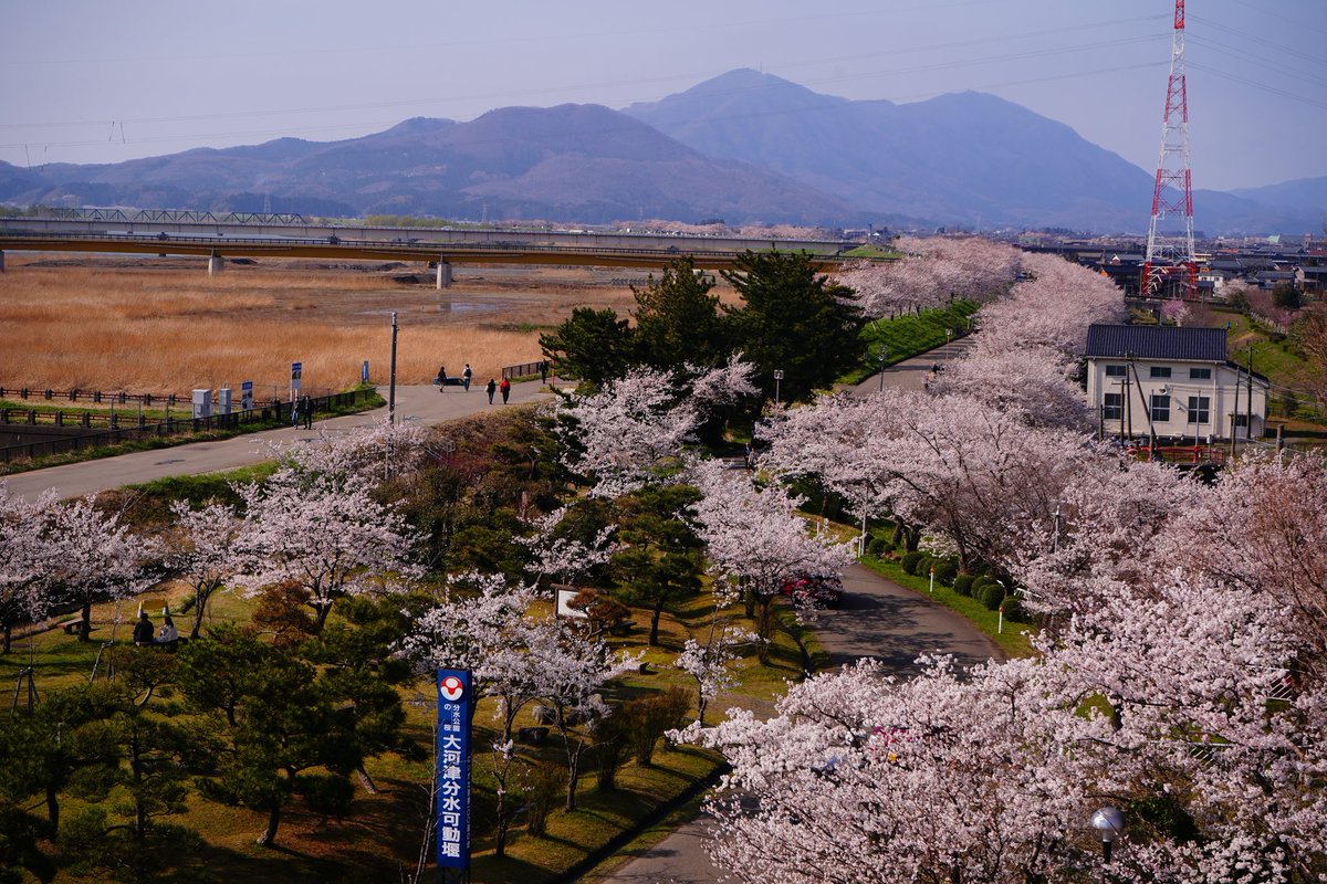 FineRiver1922's tweet photo. 大河津分水の桜は満開に🌸
2025.4.12

お越しの際はお気をつけて！ https://t.co/HWwEvJvNhA