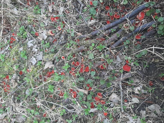 Meža laumu tusiņš- kausus izdzērušas, trauki nav novākti!